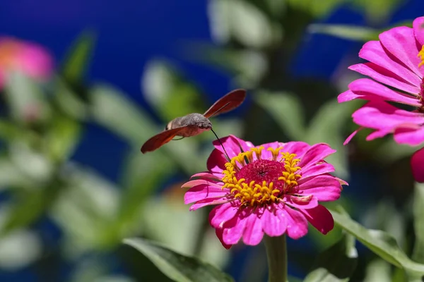 Egy Kolibri Sólyomlepke Közelsége Egy Rózsaszín Virágon — Stock Fotó