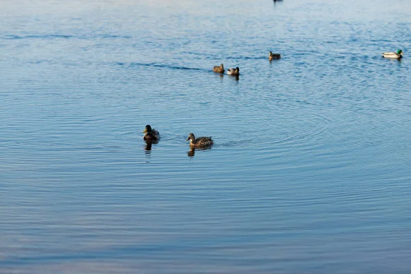 Sebuah Gambar Yang Indah Bebek Berenang Kolam — Stok Foto