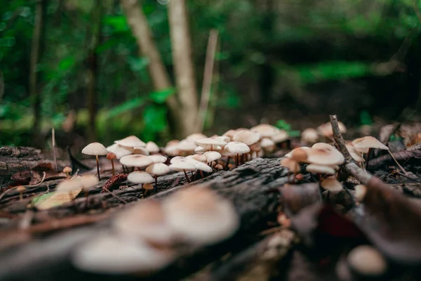 Primer Plano Agaricus Bosque — Foto de Stock