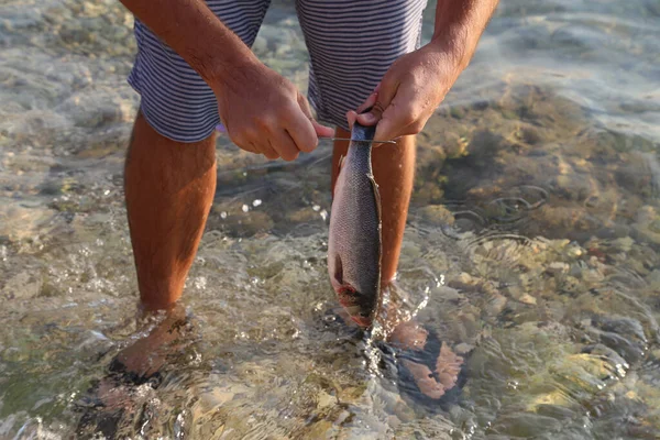 Eine Faszinierende Aufnahme Des Fischreinigungsprozesses Durch Ein Männchen — Stockfoto