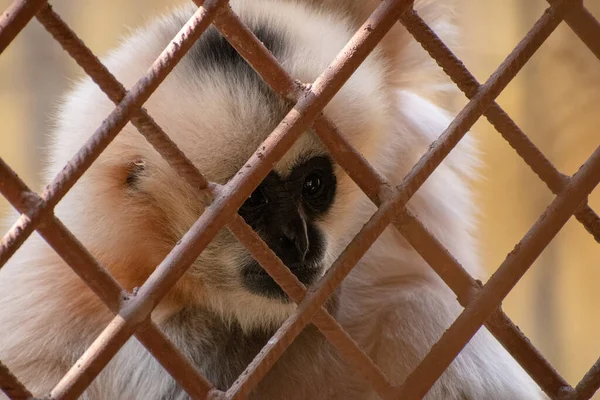 Nahaufnahme Eines Weißen Affen Zoo Osnabrück Deutschland — Stockfoto