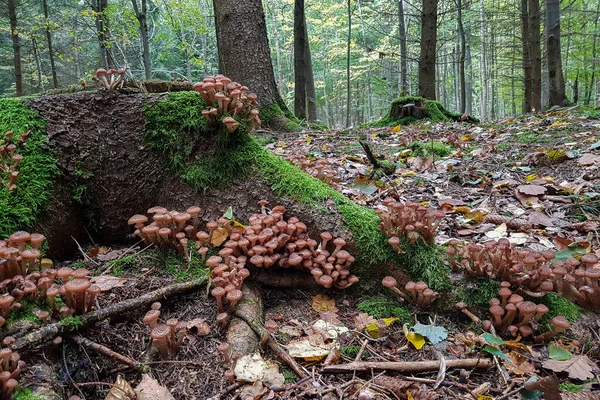 Een Close Shot Van Paddestoelen Een Bos — Stockfoto