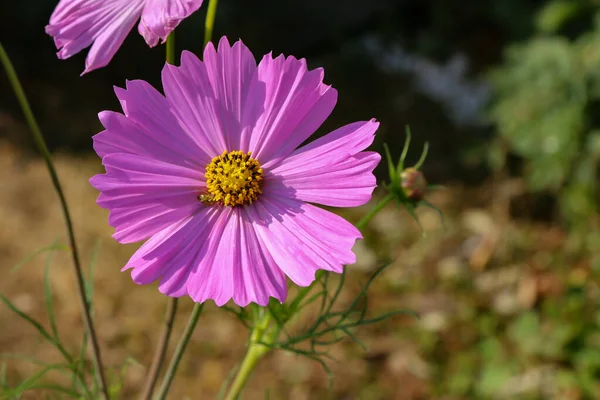 Bir Kozmos Çiçeğinin Yakın Çekimi — Stok fotoğraf