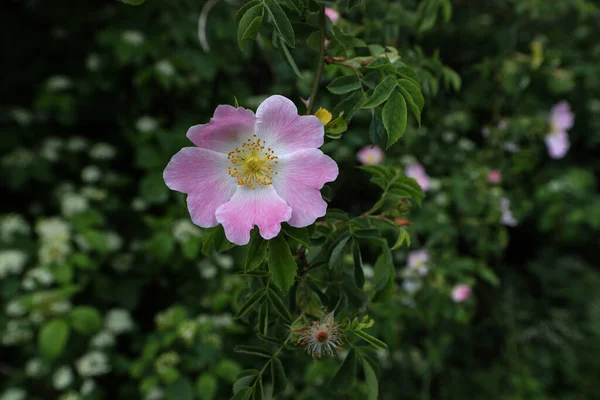 Primer Plano Flor Rosa Mosqueta Florecida — Foto de Stock