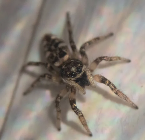 거미의 부드러운 — 스톡 사진