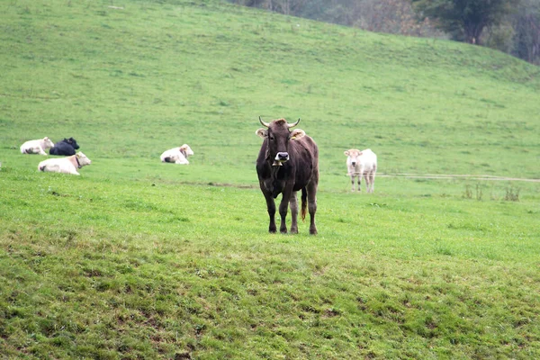 Uma Manada Vacas Num Campo Verde — Fotografia de Stock