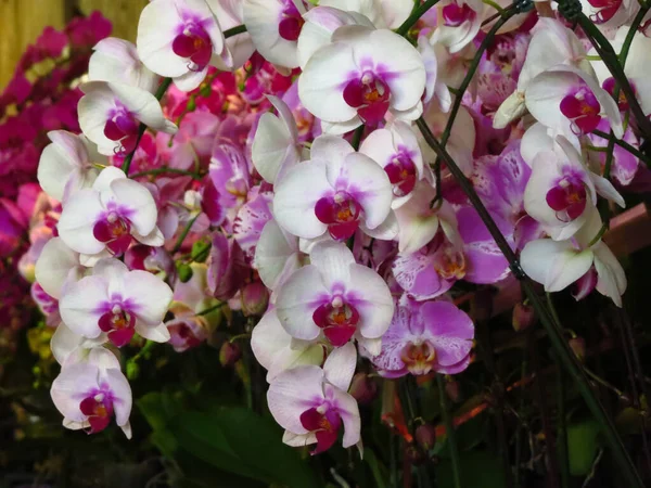 Close Lindas Flores Orquídeas — Fotografia de Stock