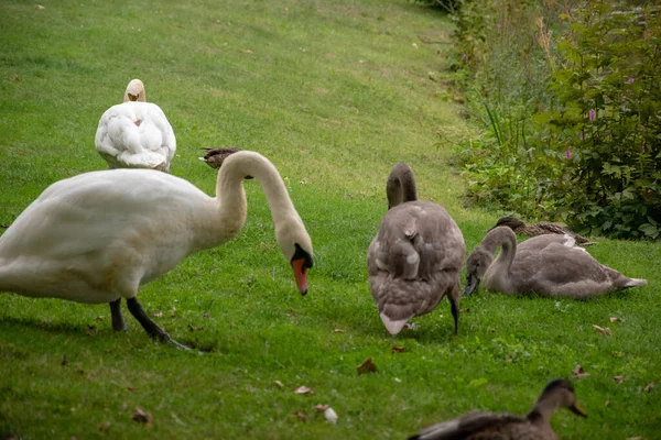 太陽光の下での白鳥の高角度ショット — ストック写真