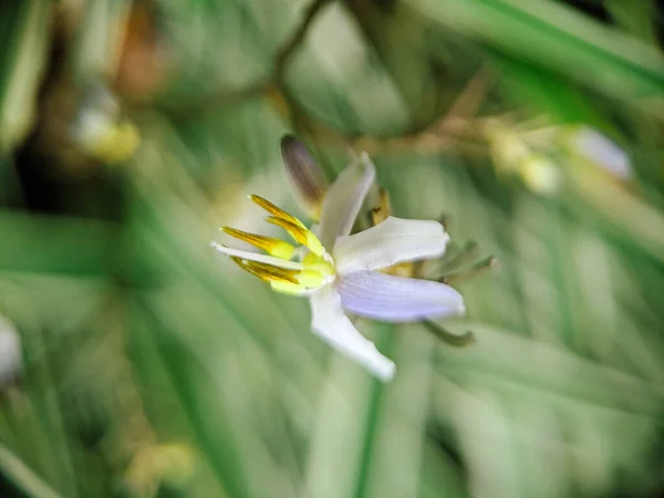 Enfoque Selectivo Tiro Hermosa Pequeña Flor Blanca Bosque Con Fondo — Foto de Stock