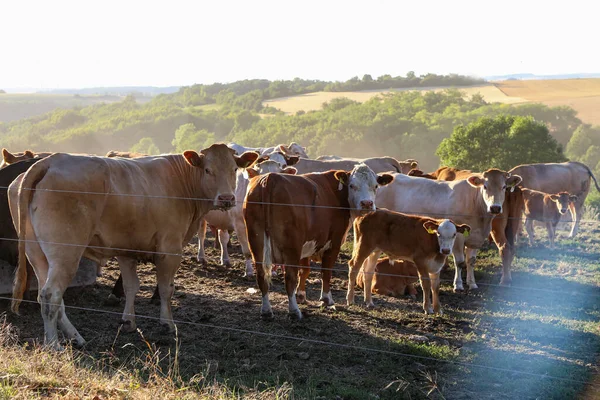 Herd Cows Pasture Summer Sunset — Stock Photo, Image