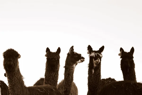 Groupe Lamas Mignons Sur Fond Blanc — Photo