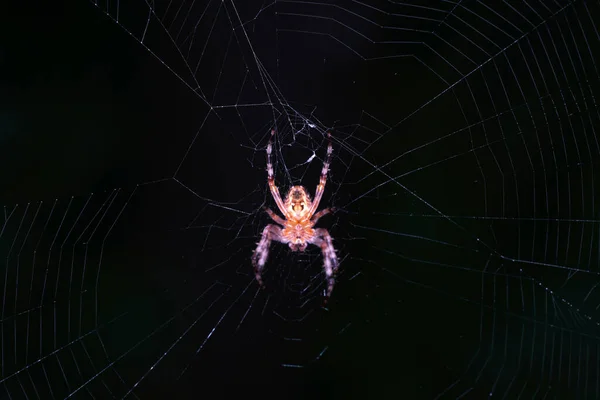 Närbild Spindel Ett Nät Natten — Stockfoto