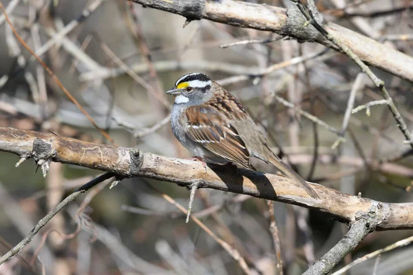 Plan Sélectif Petit Oiseau Assis Sur Branche Arbre Dans Une — Photo