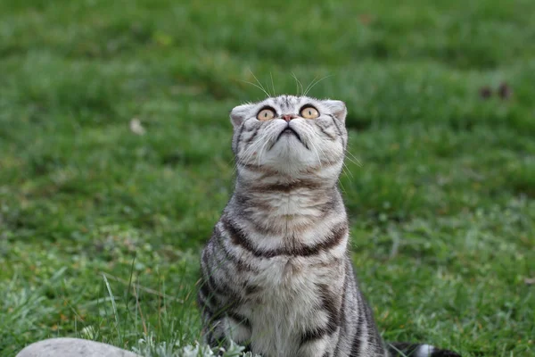 Eine Nahaufnahme Einer Entzückenden Katze Die Auf Einem Grünen Gras — Stockfoto