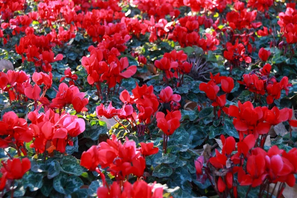 鮮やかな赤の花のクローズアップショット — ストック写真
