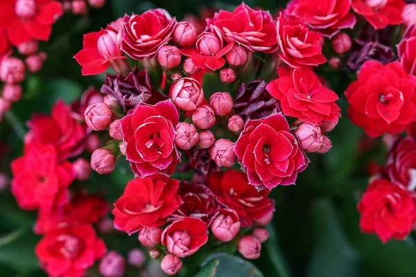 Güzel Bahçe Güllerinin Yakın Plan Çekimi — Stok fotoğraf