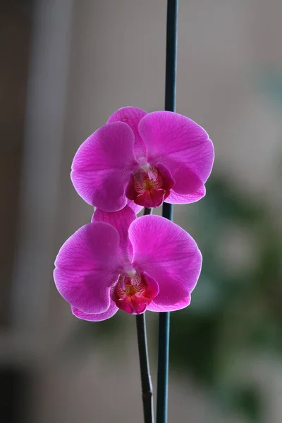 Tiro Closeup Uma Flor Roxa Bonita Orchid Com Fundo Borrado — Fotografia de Stock