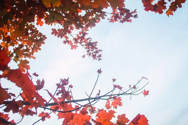 Een Close Shot Van Boomtakken Met Kleurrijke Herfstbladeren — Stockfoto