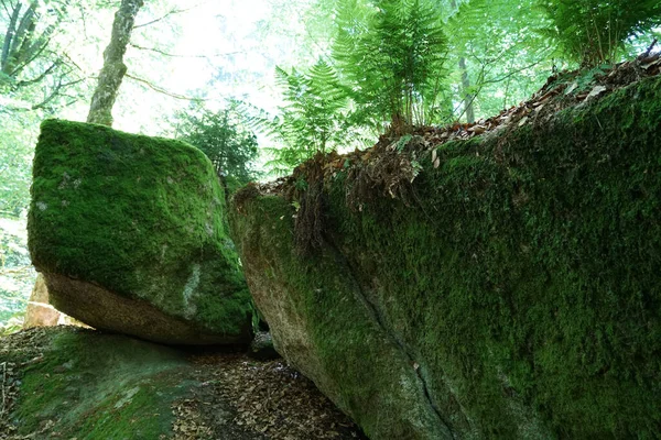 Closeup Shot Big Stones Covered Moss — Stock Photo, Image