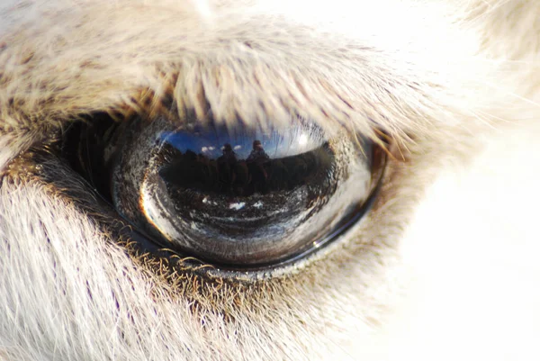 Nahaufnahme Eines Lama Auges Spiegelung Der Umgebung Auge — Stockfoto