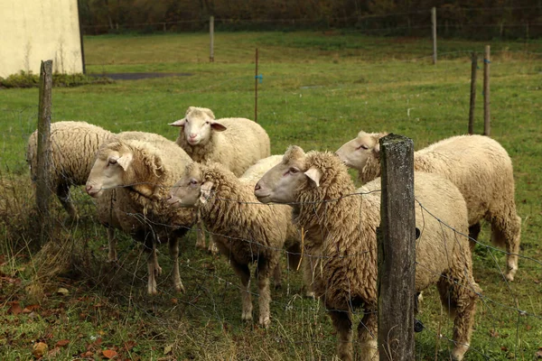 Ένα Κοπάδι Λευκά Πρόβατα Βόσκουν Περιφραγμένο Βοσκότοπο — Φωτογραφία Αρχείου