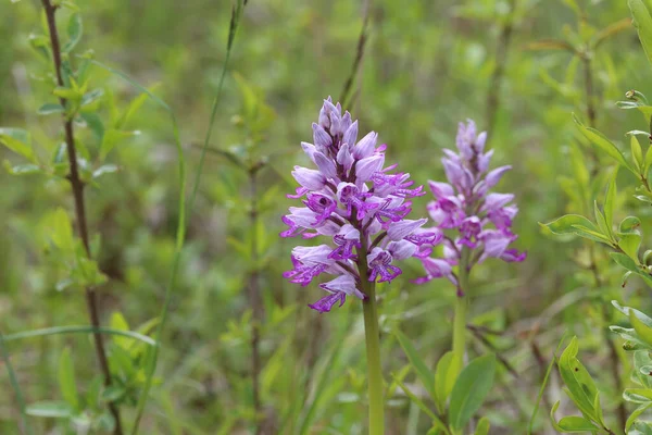 Selektivní Záběr Divokých Fialových Orchidejí — Stock fotografie