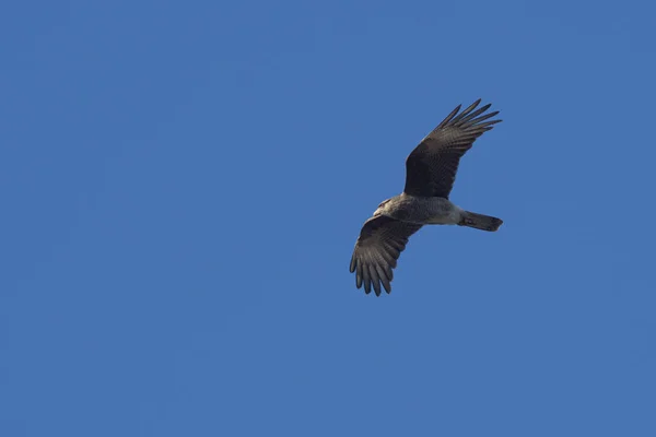 Tiro Bajo Chimango Caracara Volando Alto Contra Cielo Azul Claro — Foto de Stock