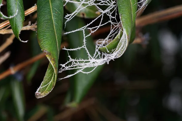 クモの巣で覆われた植物の葉のクローズアップショット — ストック写真