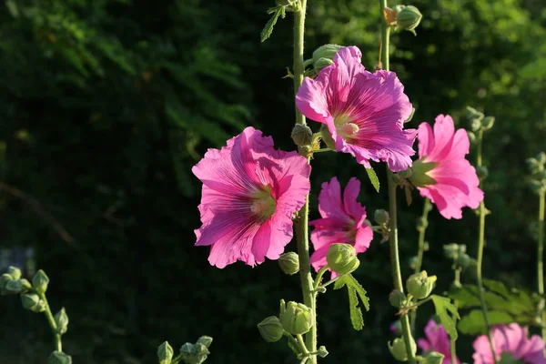 Hermosas Malvas Rosadas Sol —  Fotos de Stock