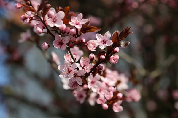 Selektivní Záběr Větve Třešňového Květu Zahradě — Stock fotografie