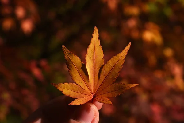 Gros Plan Une Personne Tenant Une Feuille Érable Japonaise — Photo