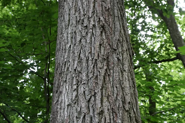 緑の森の背景に木の幹のクローズアップショット — ストック写真