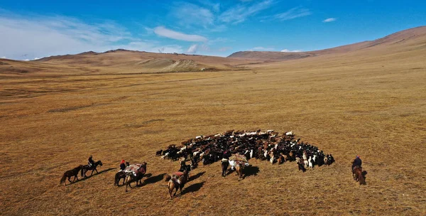 Colpo Aereo Una Mandria Mucche Campo Mongolia — Foto Stock