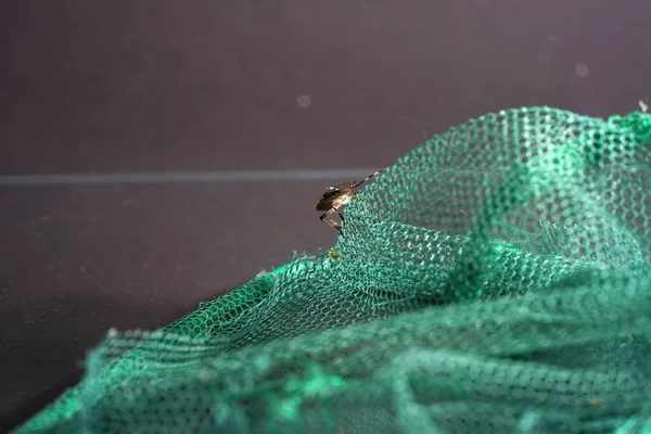 Una Toma Horizontal Insecto Encaramado Una Red Verde — Foto de Stock