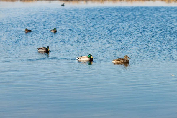 Eine Schöne Aufnahme Von Enten Die Teich Schwimmen — Stockfoto