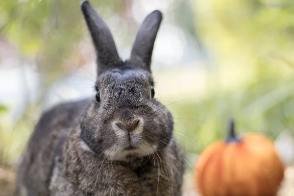 Small Gray Rabbit Pumpkin Soft Light Selective Focus Shallow Dof — Stock Photo, Image