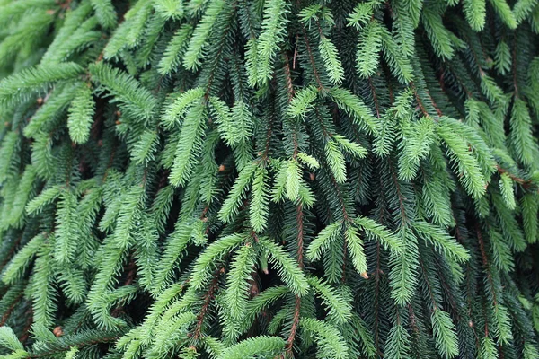 Närbild Bild Grangrenar Textur För Bakgrund Eller Tapet — Stockfoto