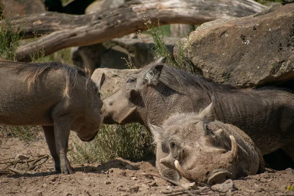 Wspólne Warthogs Spoczywa Ziemi — Zdjęcie stockowe