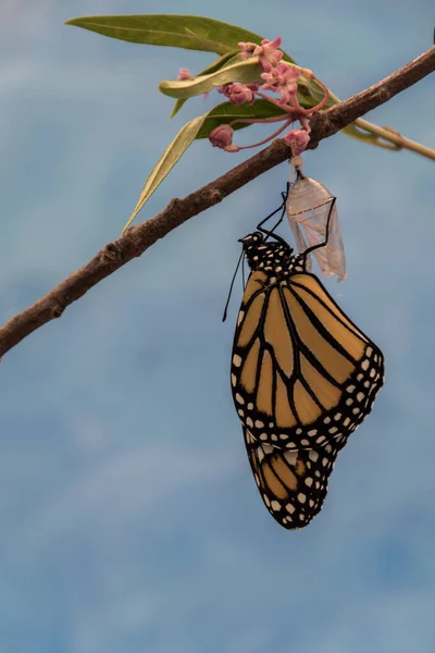 Monarch Butterfly Danaus Plexippuson Vynořuje Chrysalis Suší Křídla Modrá Pozadí — Stock fotografie