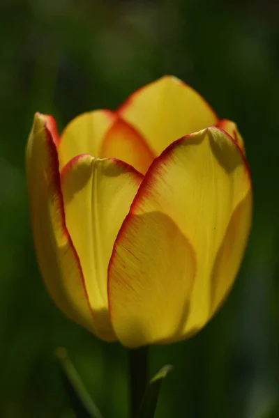 Eine Vertikale Nahaufnahme Einer Gelben Tulpe Auf Verschwommenem Hintergrund — Stockfoto