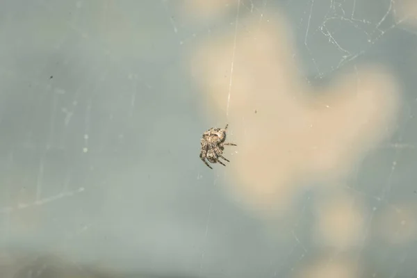 クモの巣のマクロショット — ストック写真