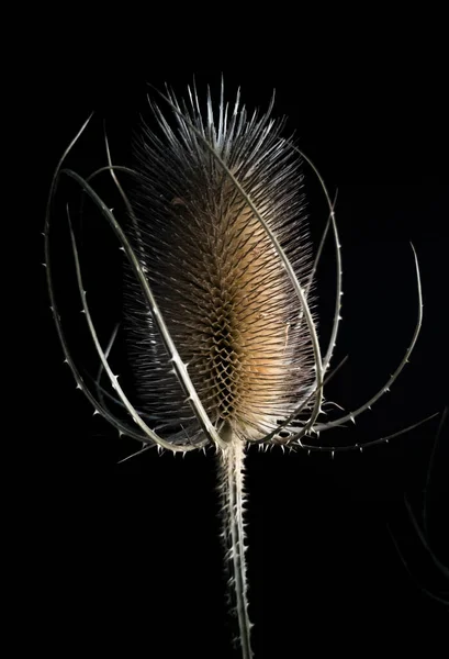 Vertical Shot Dried Fuller Teasel Dark Background — Stock Photo, Image