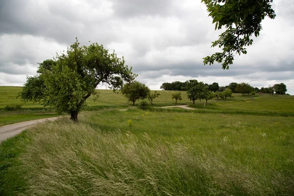 Schöne Landschaft Mit Grünen Wiesen Bei Trübem Regenwetter — Stockfoto