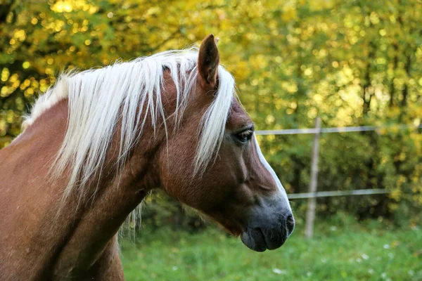 Vacker Haflinger Häst Huvud Paddock — Stockfoto