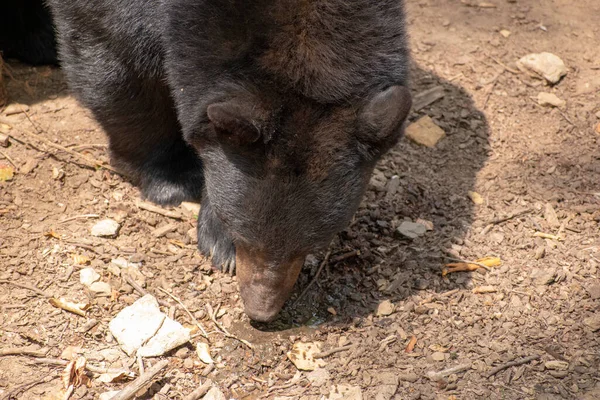 Urso Castanho Com Cabeça Curvada — Fotografia de Stock
