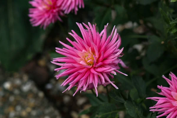 Closeup Horizontal Shot Cactus Dahlia Flower — Stock Photo, Image