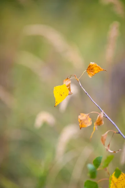 Gele Herfstbladeren Een Tak — Stockfoto