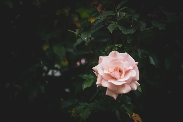 Egy Közeli Kép Egy Gyönyörű Virágzó Rózsa Egy Bokor Tökéletes — Stock Fotó