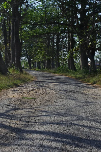 Svislý Záběr Cestu Lese — Stock fotografie