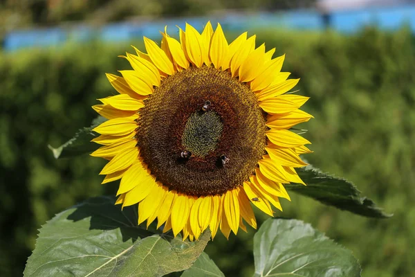 Вибірковий Фокус Стрічки Бджіл Соняшнику — стокове фото